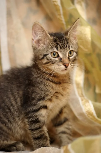 Striped kitten — Stock Photo, Image
