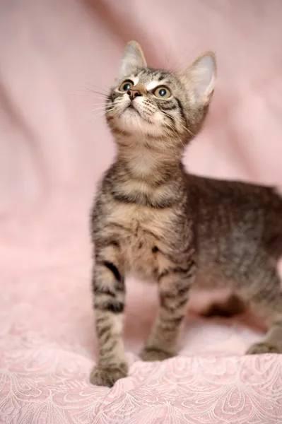 Striped kitten — Stock Photo, Image