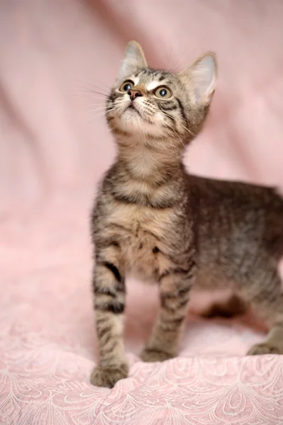 Полосатый котёнок — стоковое фото