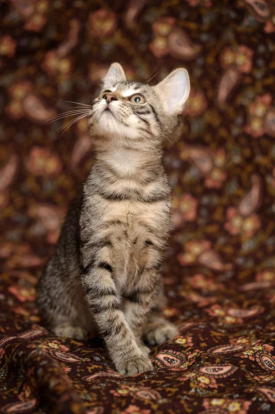 Striped kitten — Stock Photo, Image