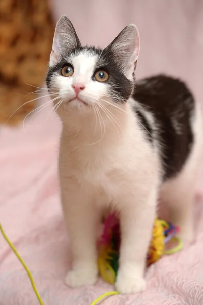 Gatinho branco com manchas pretas — Fotografia de Stock