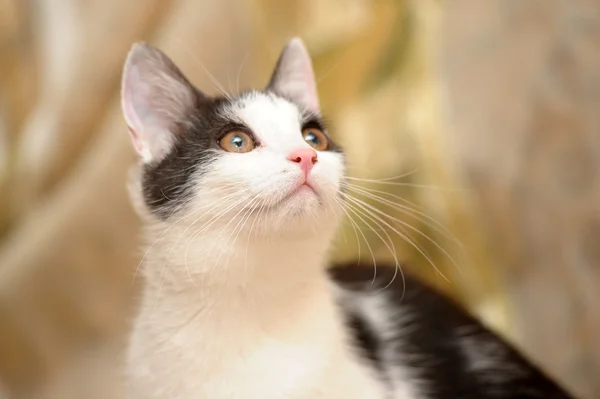 Gatinho branco com manchas pretas — Fotografia de Stock