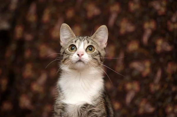 Striped kitten — Stock Photo, Image