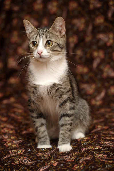 Striped kitten — Stock Photo, Image