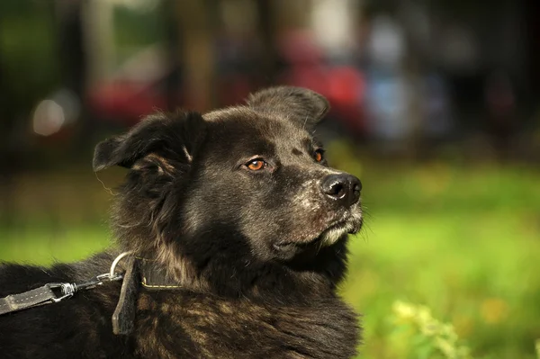 Czarny pies kundel — Zdjęcie stockowe