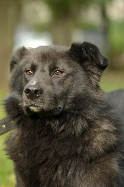 Siyah melez köpek — Stok fotoğraf