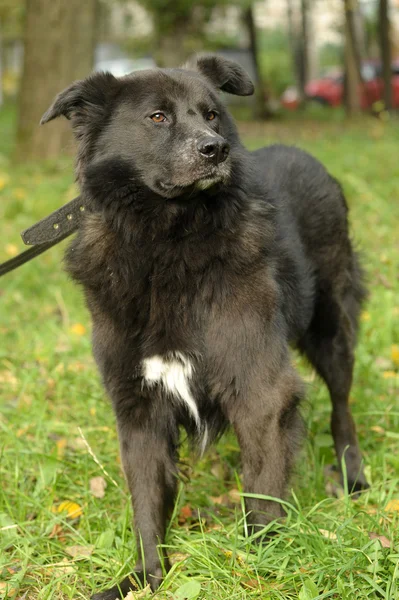 Zwarte bastaard hond — Stockfoto