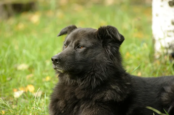 Černý kříženec pes — Stock fotografie