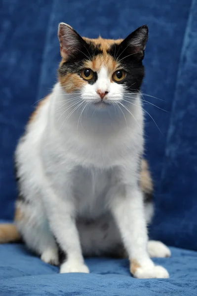 Gato tricolor — Fotografia de Stock