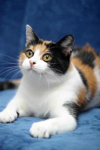 Gato tricolor — Fotografia de Stock