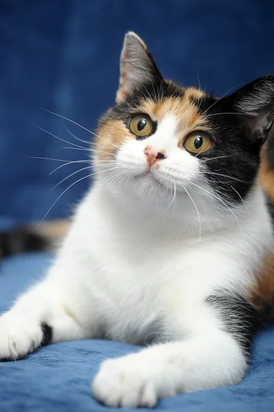 Gato tricolor — Fotografia de Stock