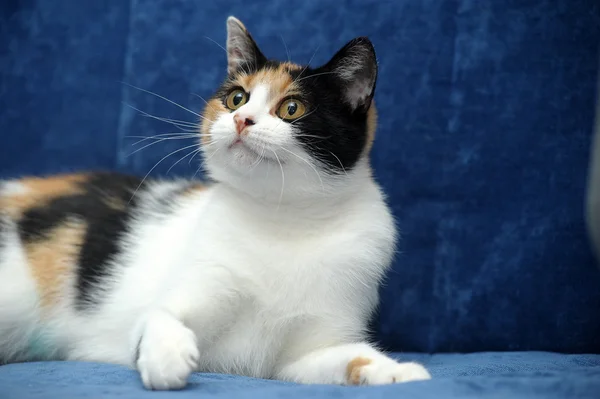 Tricolor cat — Stock Photo, Image