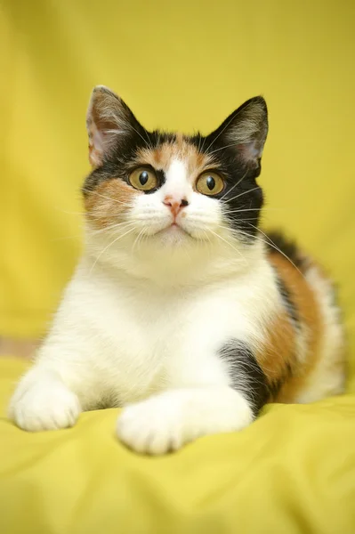 Gato tricolor — Fotografia de Stock