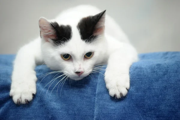 汚点を持つ白い子猫 — ストック写真