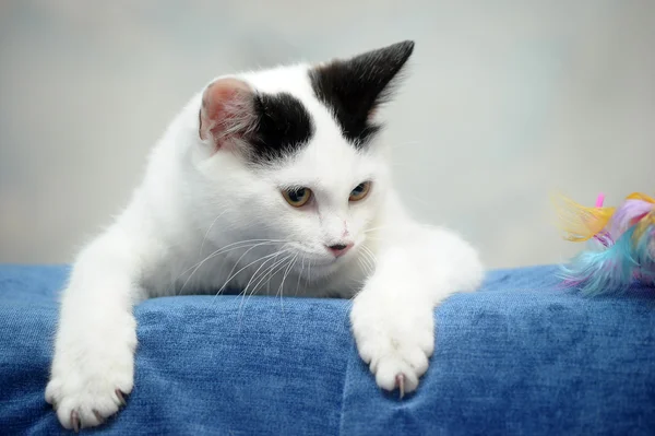 White kitten with black spots — Stock Photo, Image