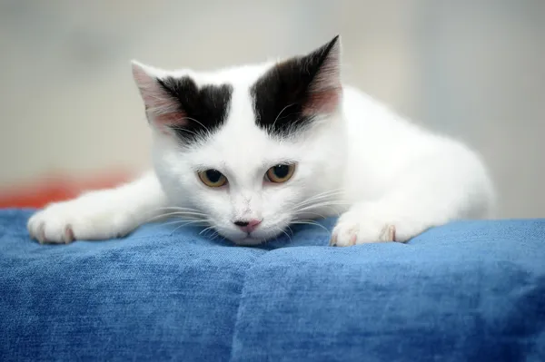 Fekete foltokkal, fehér cica — Stock Fotó