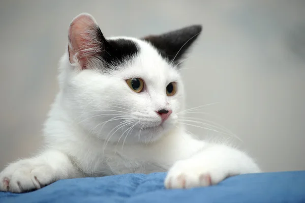 Siyah noktalar ile beyaz yavru kedi — Stok fotoğraf