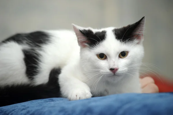 Белый котёнок с чёрными пятнами — стоковое фото