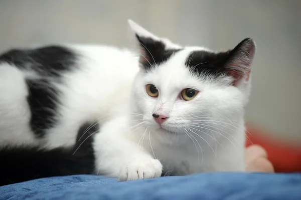 Белый котёнок с чёрными пятнами — стоковое фото