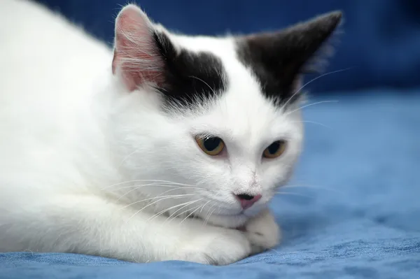 Weißes Kätzchen mit schwarzen Flecken — Stockfoto