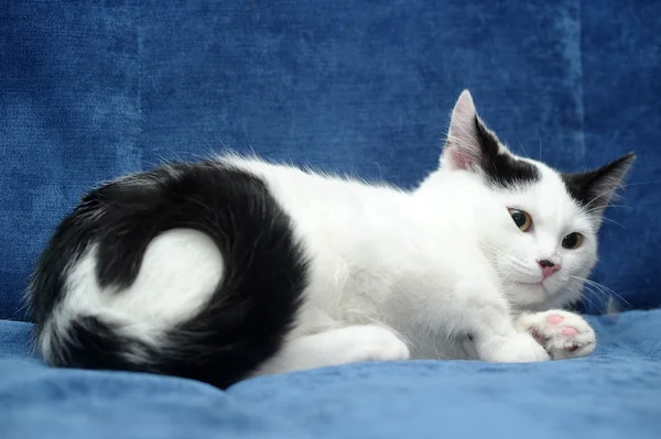 Bílé kotě s černými skvrnami — Stock fotografie