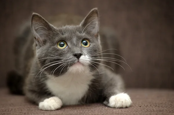 Gato gris con gato liso blanco — Foto de Stock