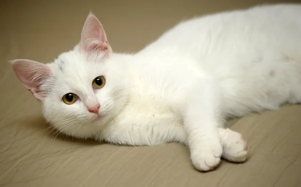 Weißes Kätzchen — Stockfoto