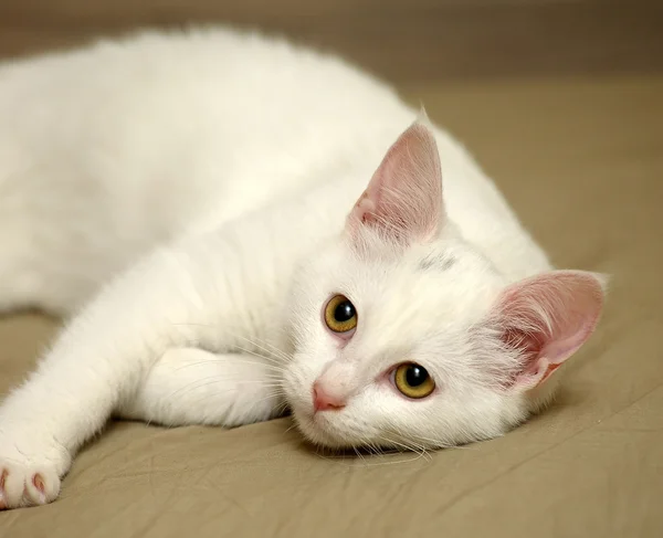 White kitten — Stock Photo, Image