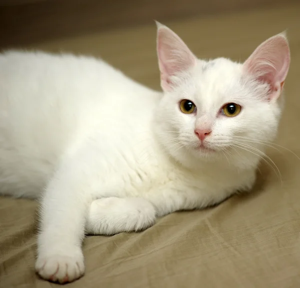 白い子猫 — ストック写真