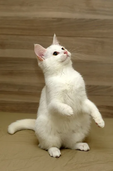 Gattino bianco — Foto Stock