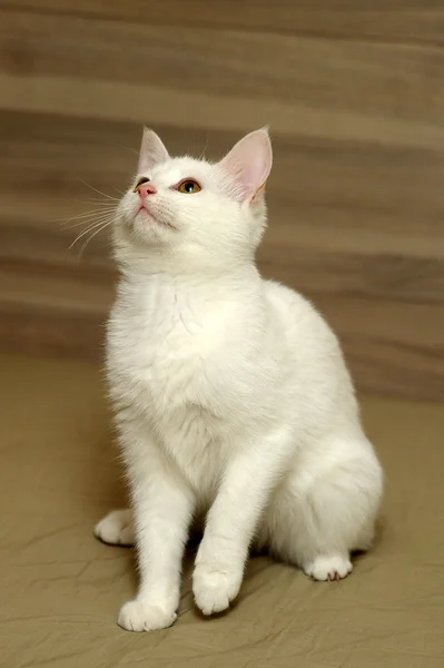 Hvit katt – stockfoto