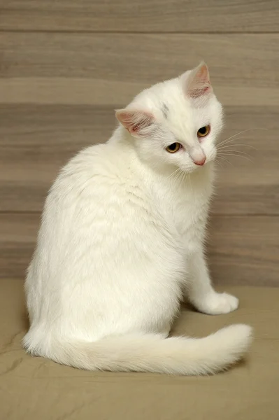 Gatito blanco — Foto de Stock