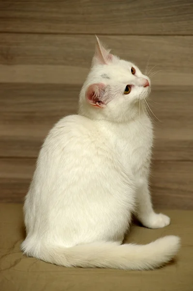 Biały kotek — Zdjęcie stockowe