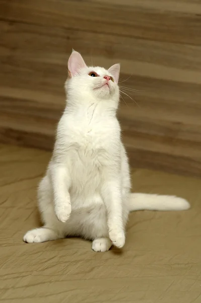 Kucing putih — Stok Foto
