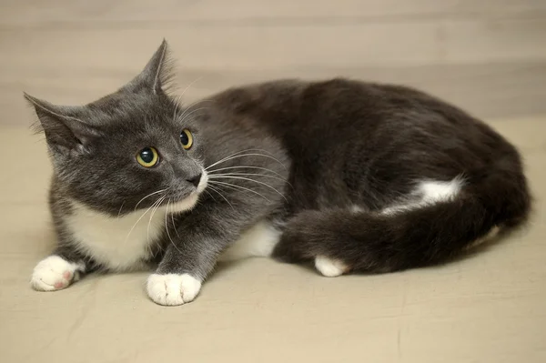 Серый кот с белой гладкой кошкой — стоковое фото