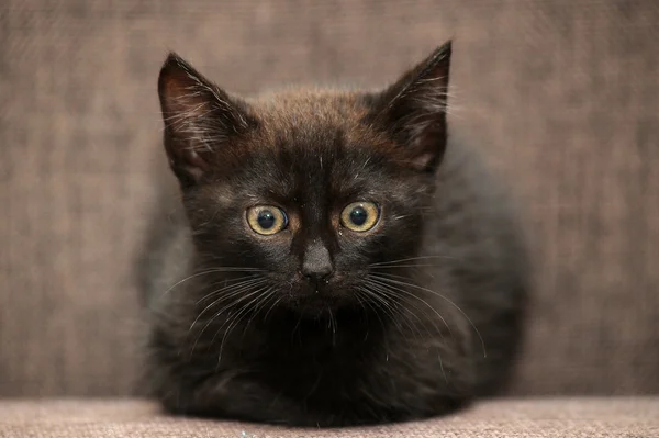 Gatinho preto — Fotografia de Stock