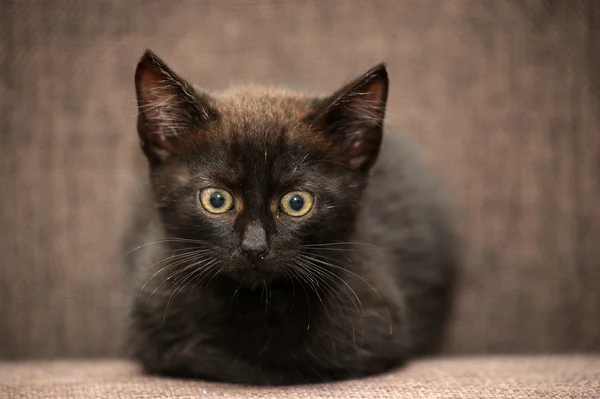 Gatinho preto — Fotografia de Stock