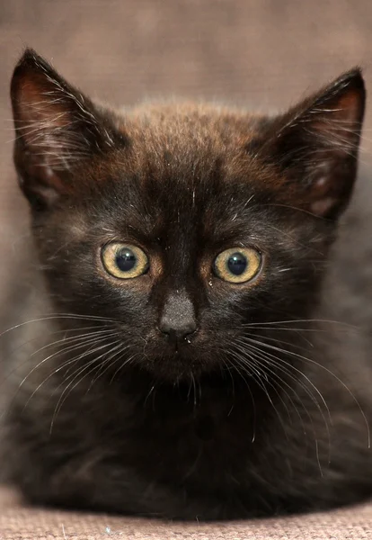 Gatinho preto — Fotografia de Stock