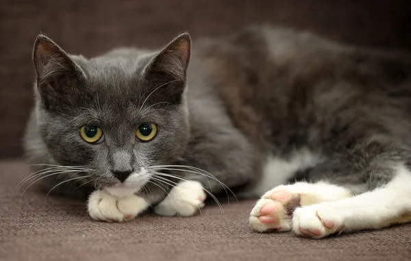 Gato cinza com gato liso branco — Fotografia de Stock