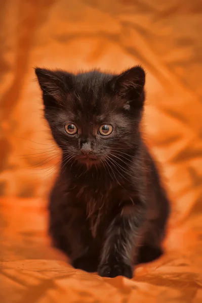 Black kitten — Stock Photo, Image