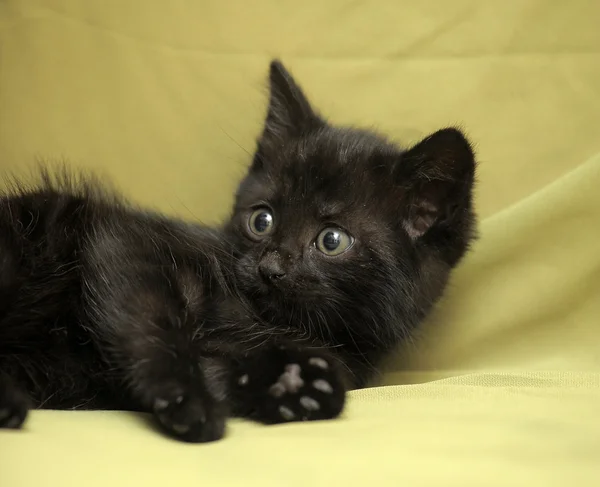 Gatinho preto — Fotografia de Stock