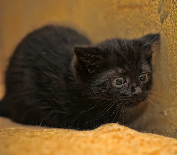 Little black kitten hunts — Stock Photo, Image