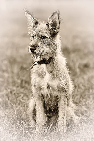 Chiot métis — Photo