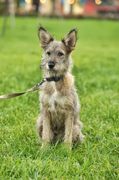 Half-breed puppy — Stock Photo, Image