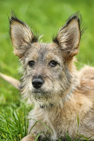 Cachorro mestizo — Foto de Stock