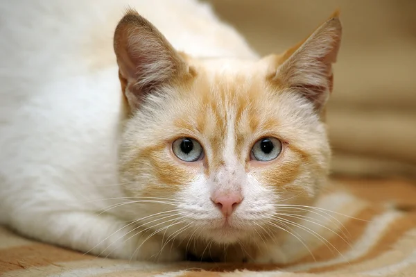 Thai cat with blue eyes — Stock Photo, Image