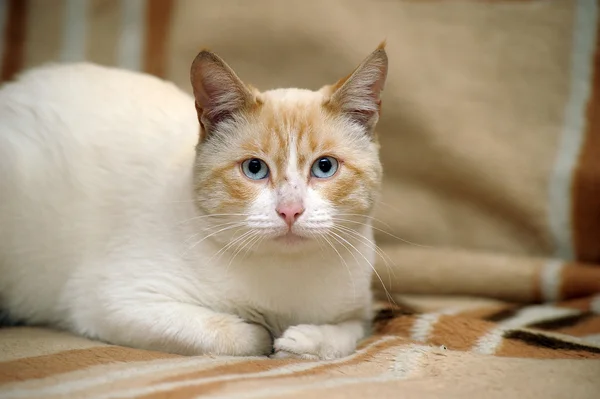 Mavi gözlü Tay kedi — Stok fotoğraf