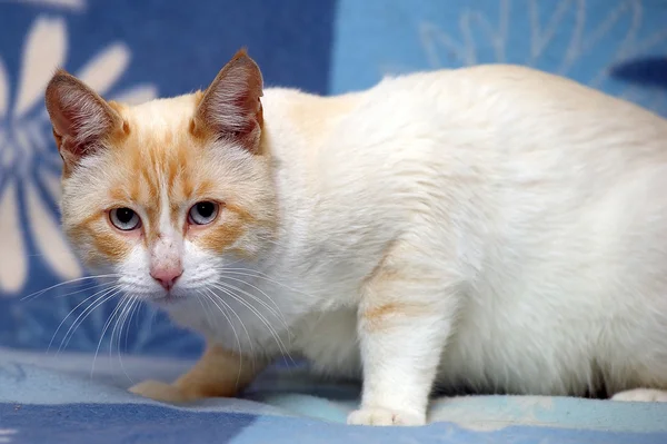 파란 눈을 가진 타이어 고양이 — 스톡 사진