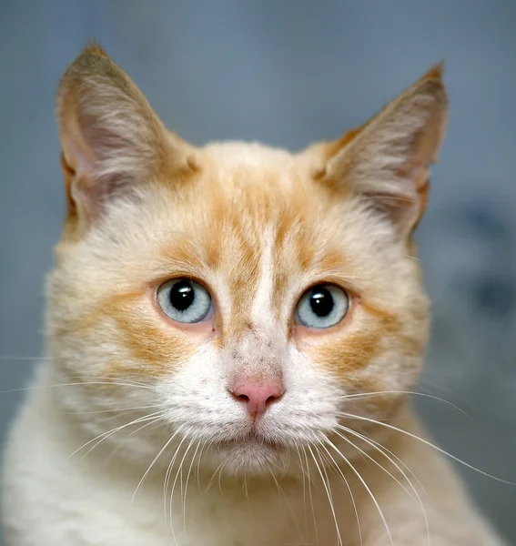 Thailändische Katze mit blauen Augen — Stockfoto