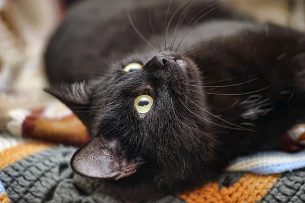 Schwarze Katze — Stockfoto